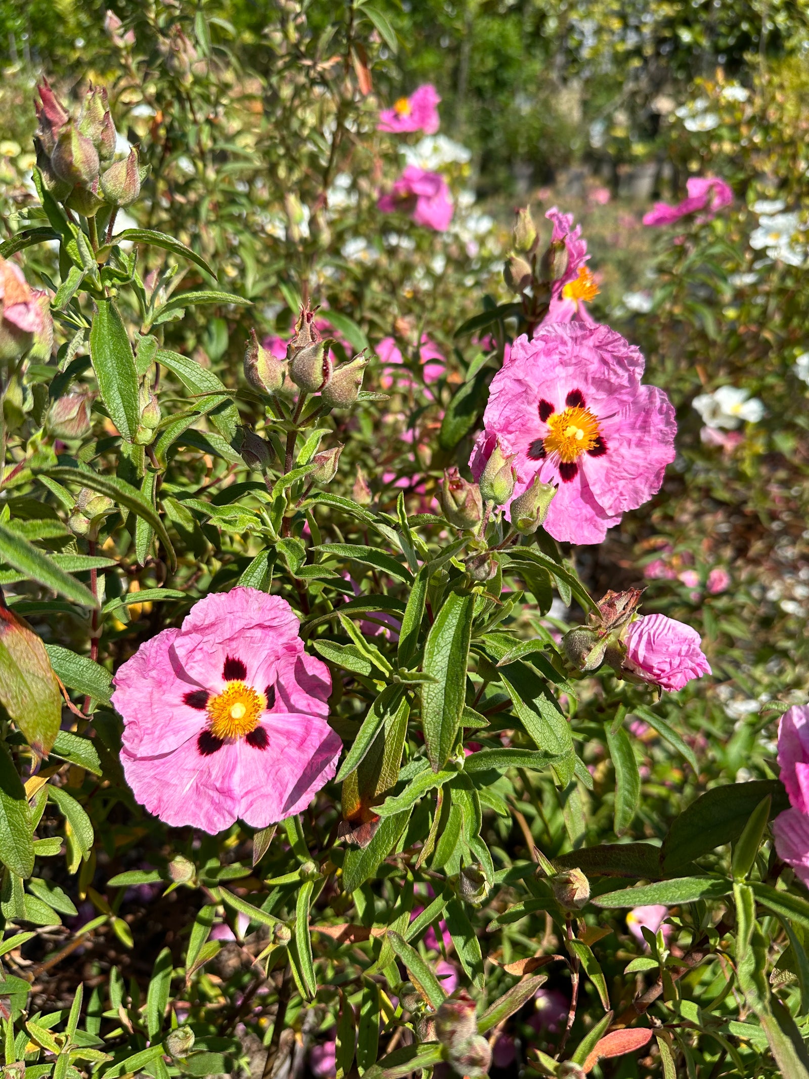 Cistus x purpureus - 7.5Litre