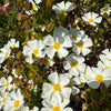 Cistus corbariensis - 7.5Litre