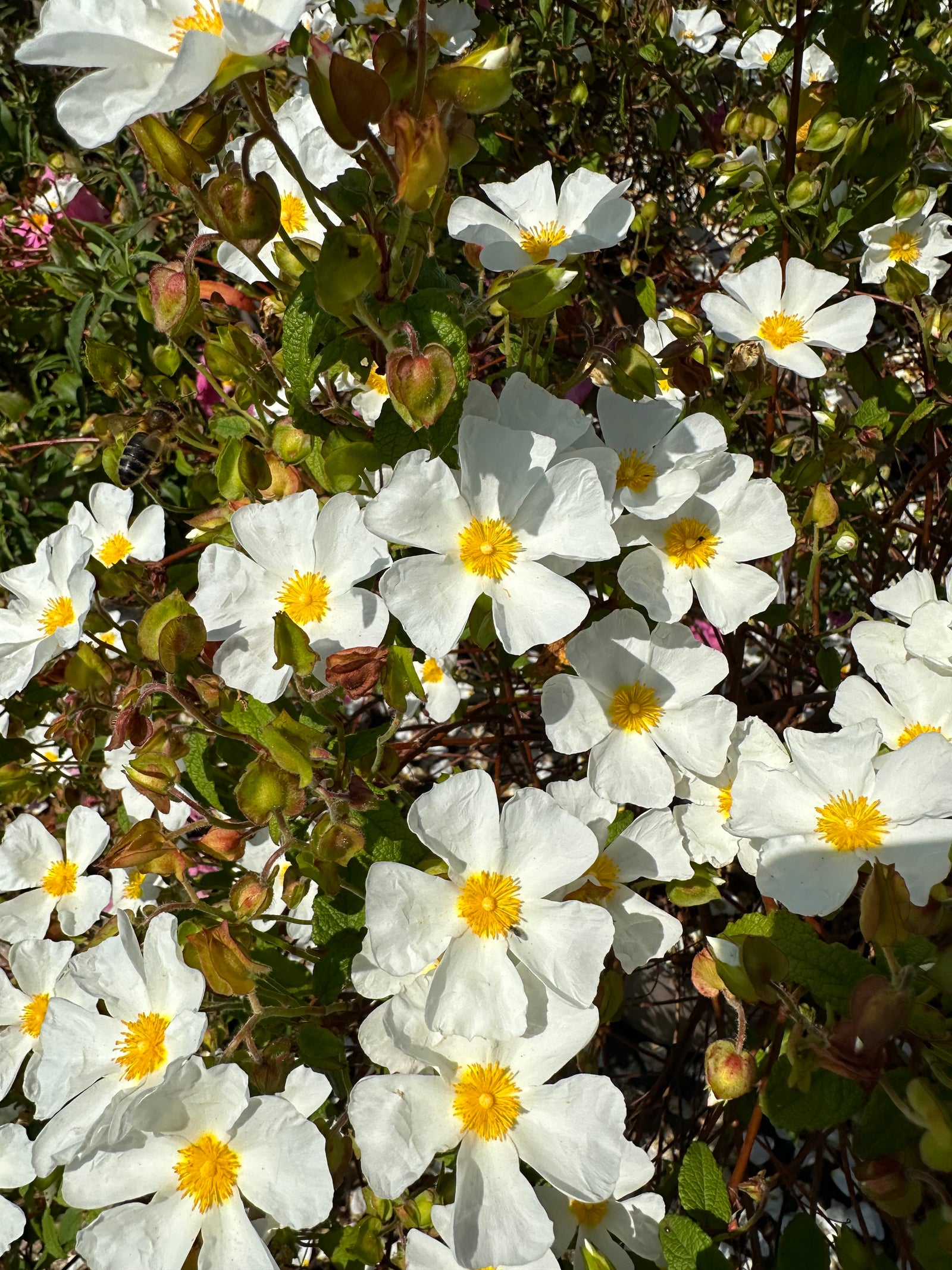 Cistus corbariensis - 7.5Litre