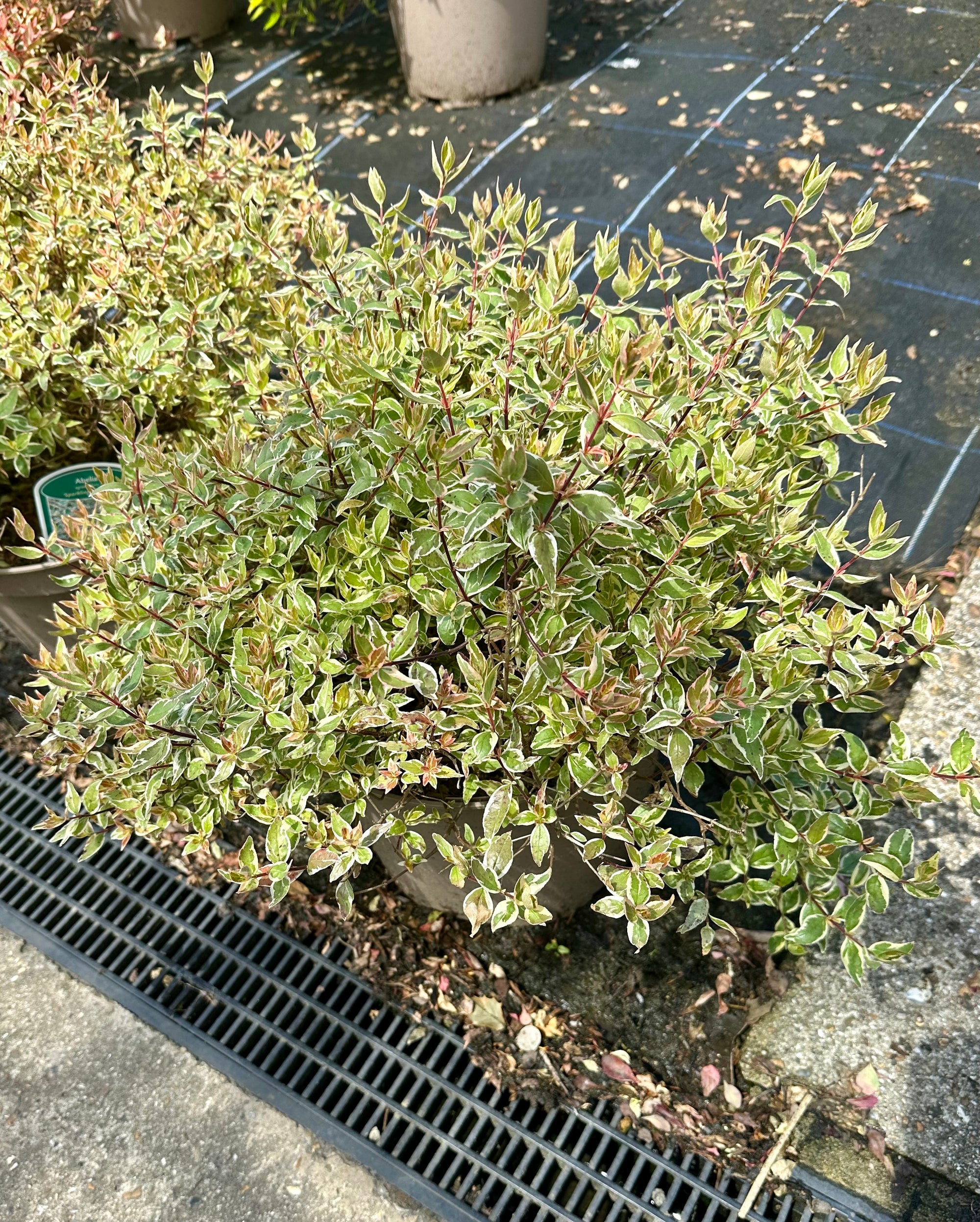 Abelia x grandiflora 'Sparkling Silver' - 10Litre