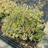 Abelia x grandiflora 'Sparkling Silver' - 7.5Litre