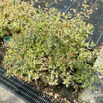 Abelia x grandiflora 'Sparkling Silver' - 7.5Litre