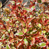 Abelia x grandiflora 'Tricolour Charm' - 10Litre