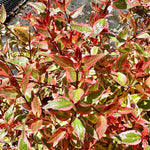 Abelia x grandiflora 'Tricolour Charm' - 10Litre