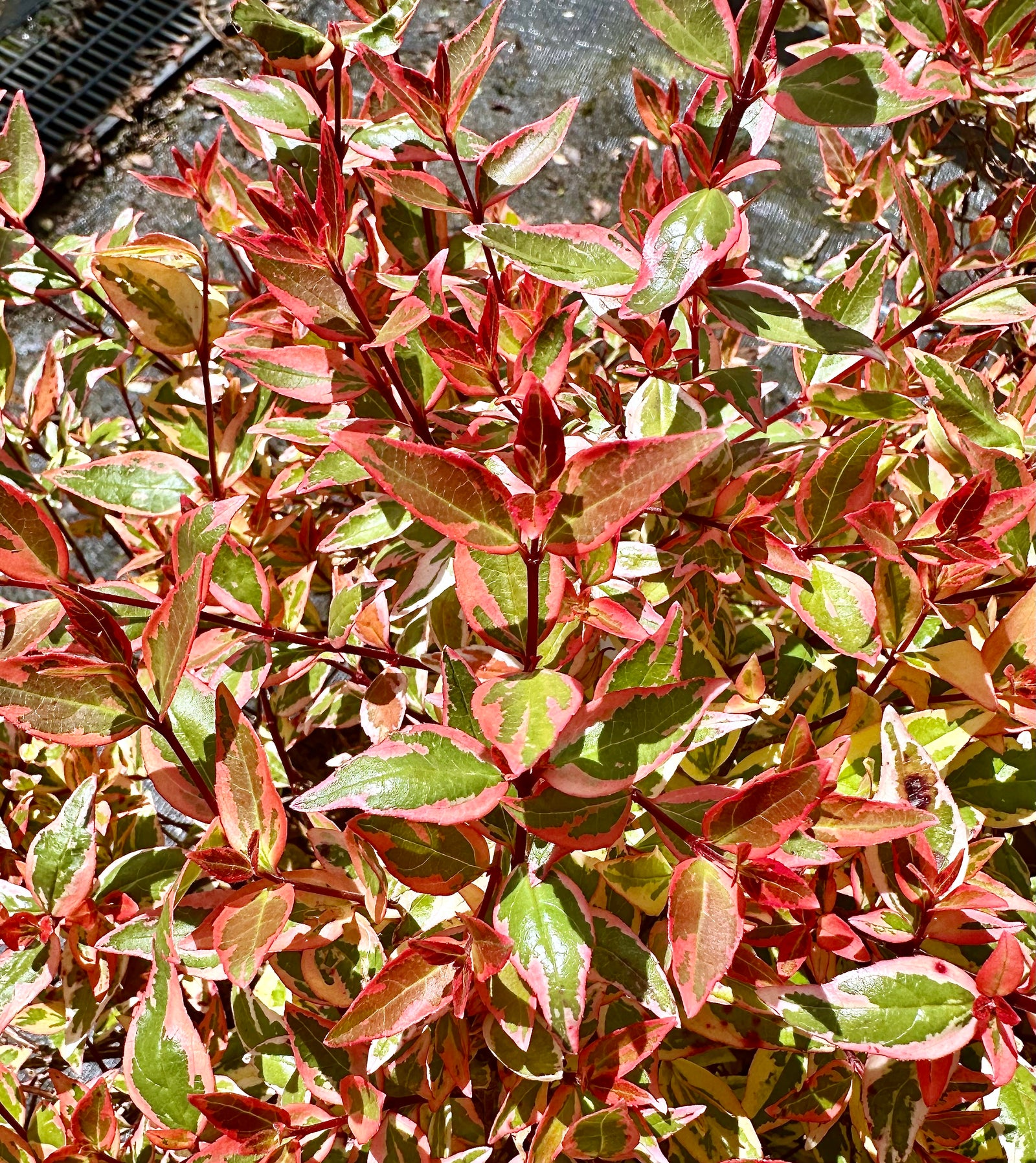 Abelia x grandiflora 'Tricolour Charm' - 10Litre