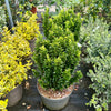 Euonymus japonicus 'Green Spire’ - 7.5Litre