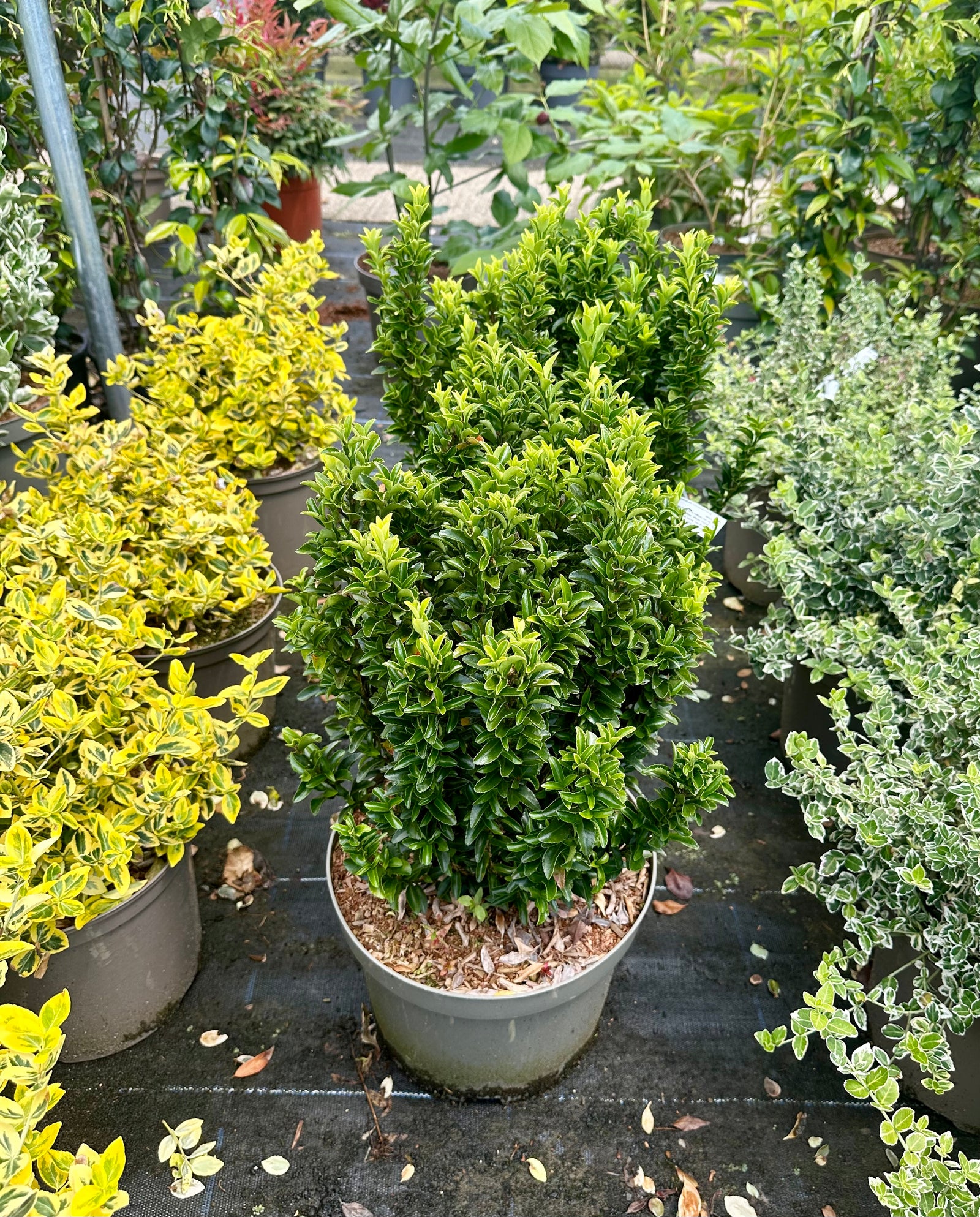 Euonymus japonicus 'Green Spire’ - 10Litre