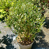 Phillyrea angustifolia - 30/35cm Ball -7.5Litre