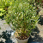 Phillyrea angustifolia - 30/35cm Ball -7.5Litre