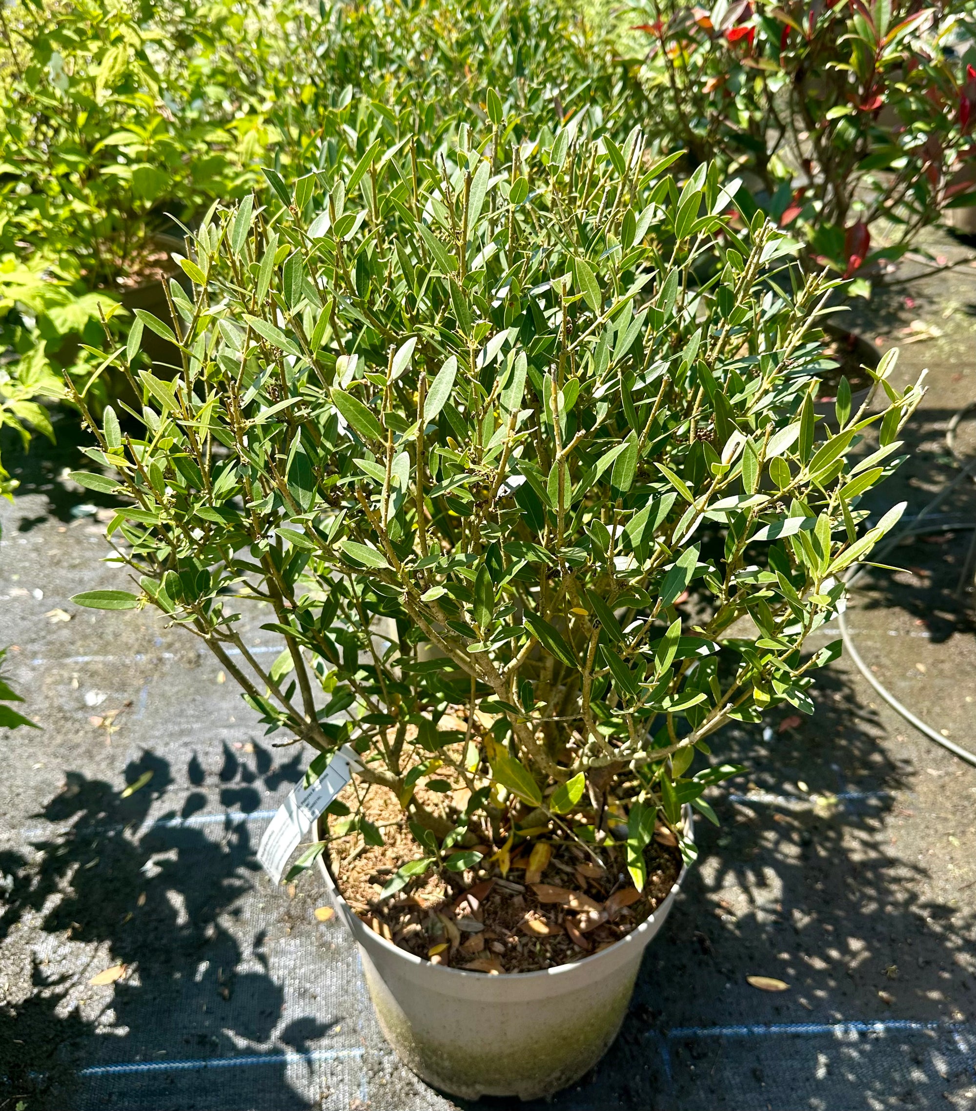 Phillyrea angustifolia - 30/35cm Ball -7.5Litre