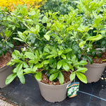 Choisya ternata - 7.5 Litre