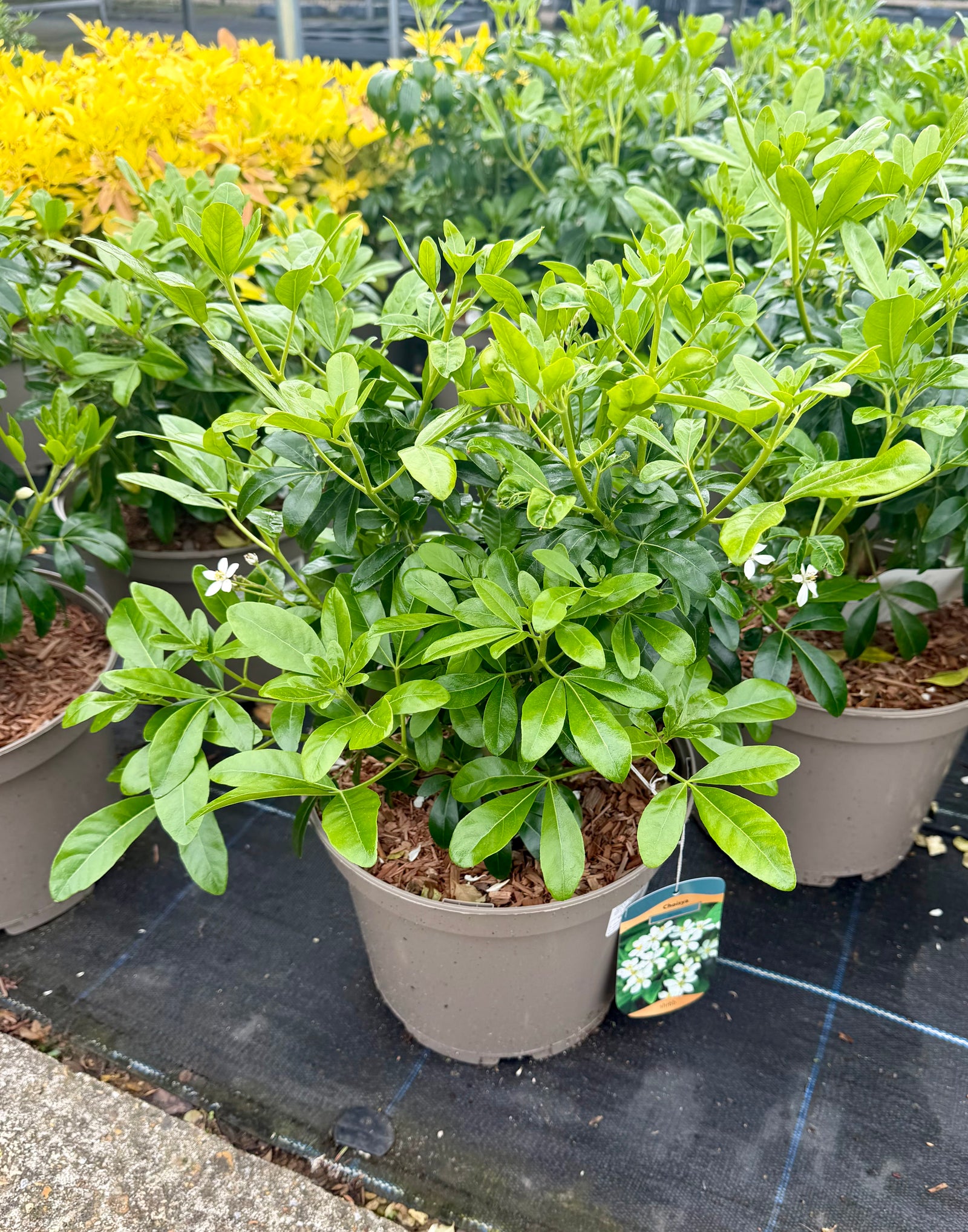 Choisya ternata - 7.5 Litre