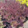 Cotinus 'Dusky Maiden'  - 7.5Litre