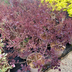 Cotinus 'Dusky Maiden'  - 7.5Litre
