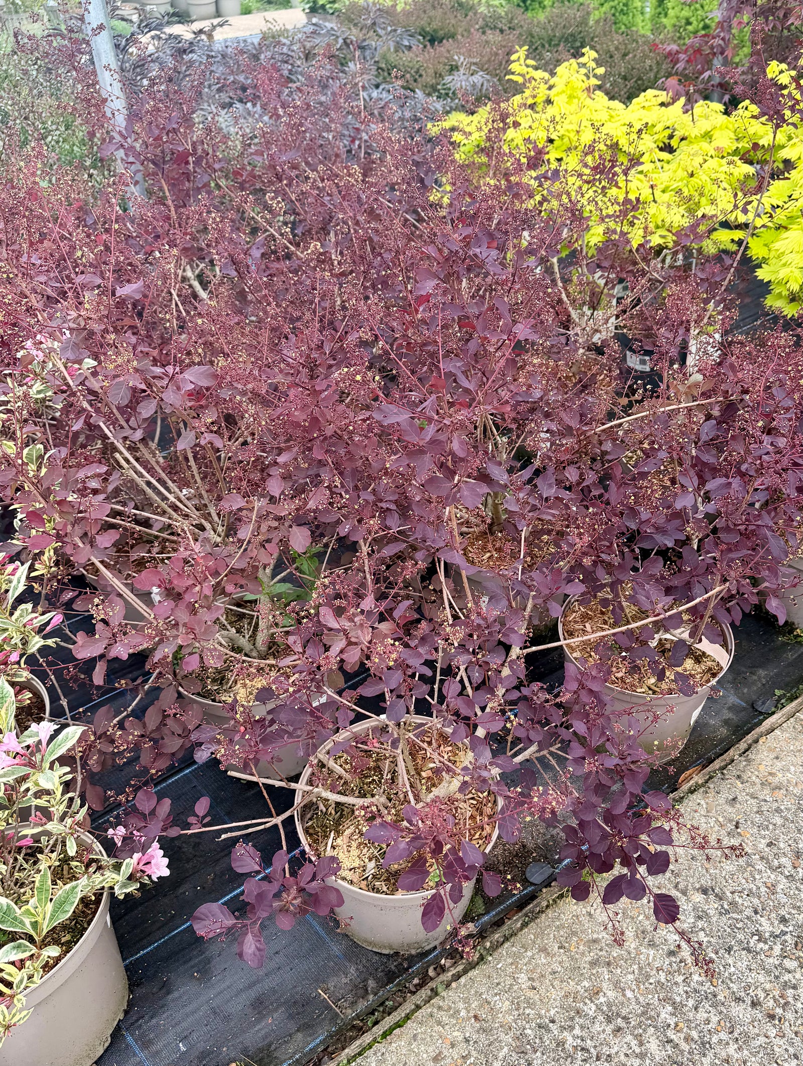 Cotinus 'Dusky Maiden'  - NWP24 - 7.5Litre