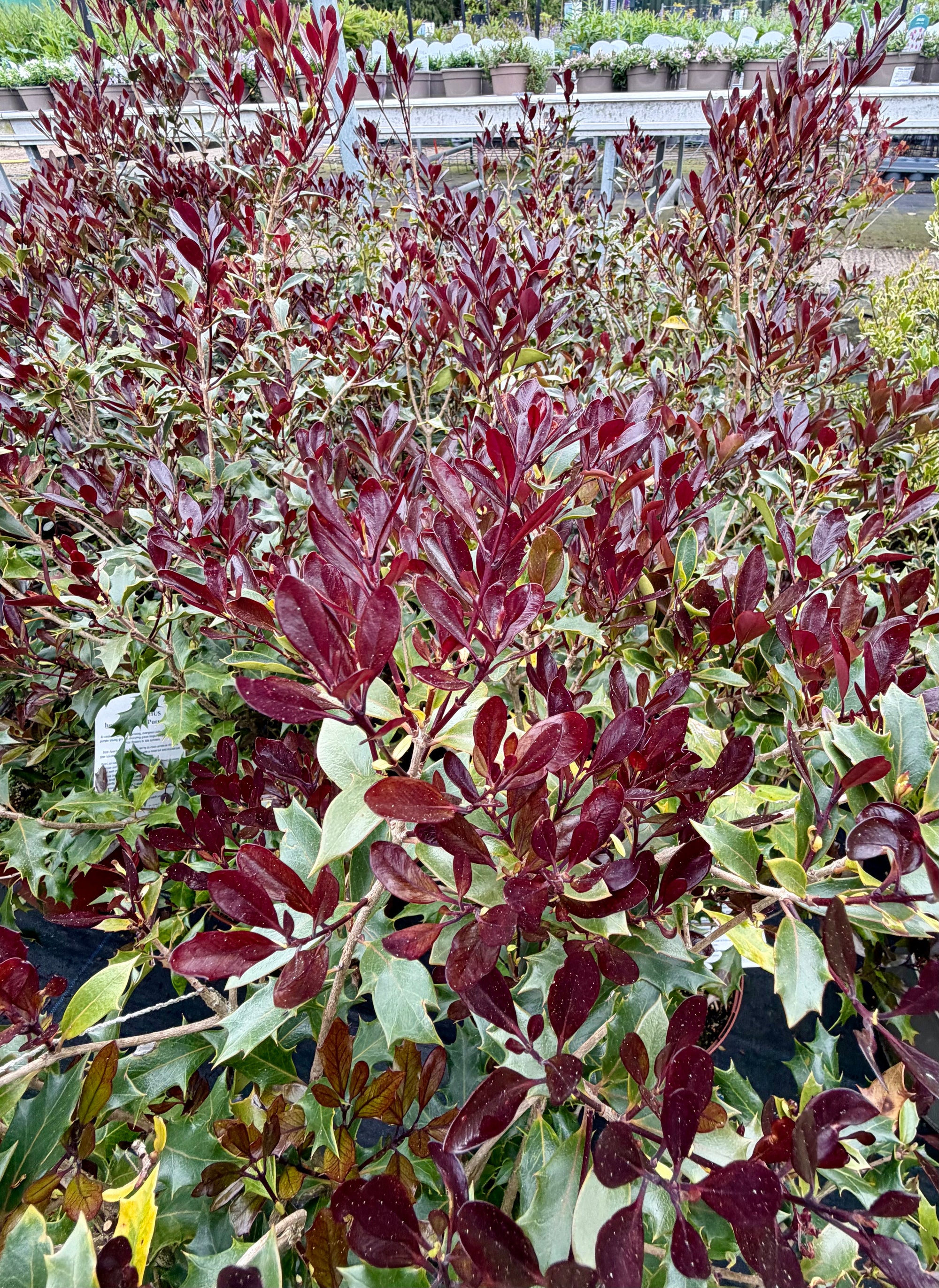 Osmanthus heterophyllus ‘Purpureus’ - 5Litre