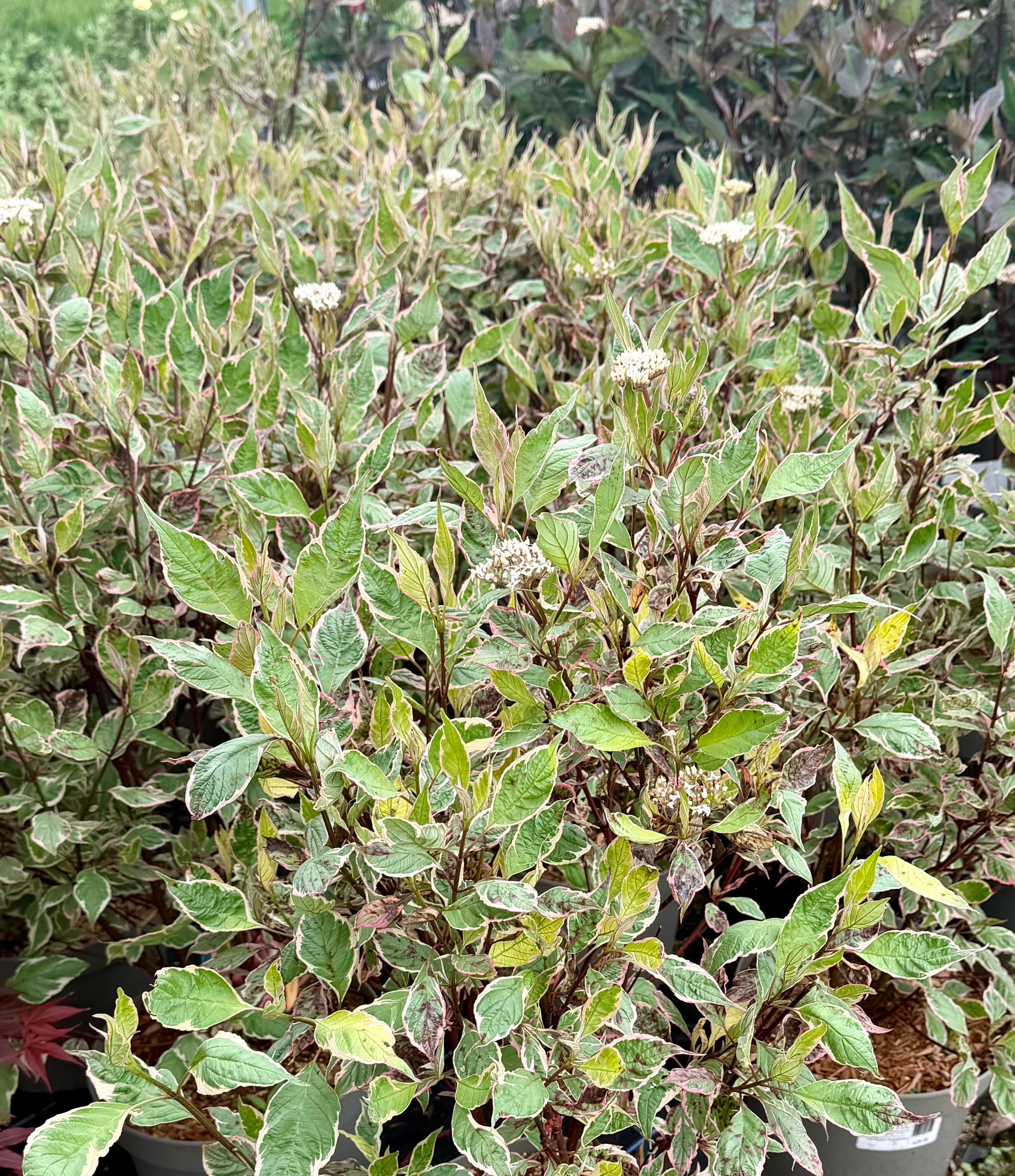 Cornus alba ‘Miracle’ - 7.5 Litre