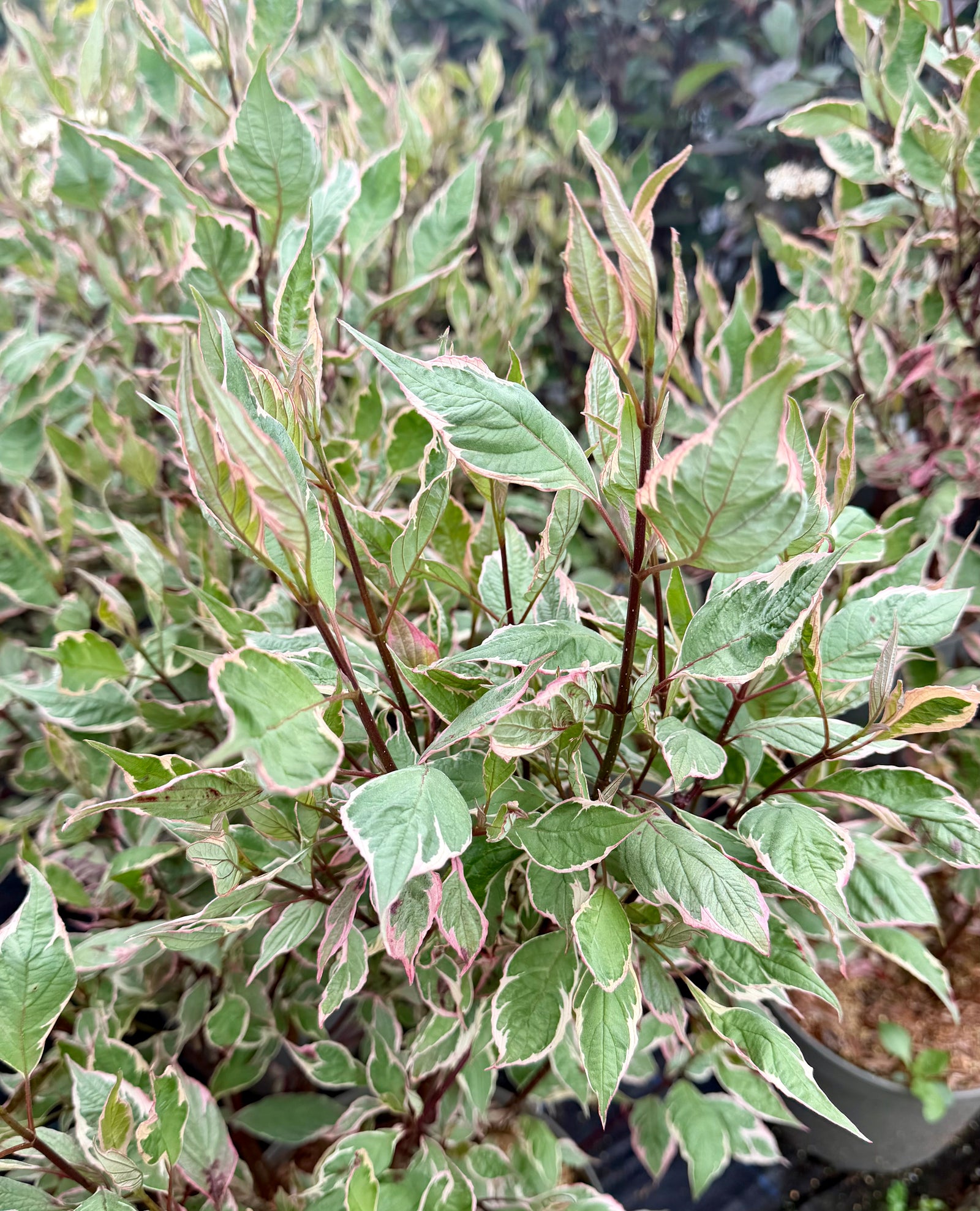 Cornus alba ‘Miracle’ - 7.5 Litre