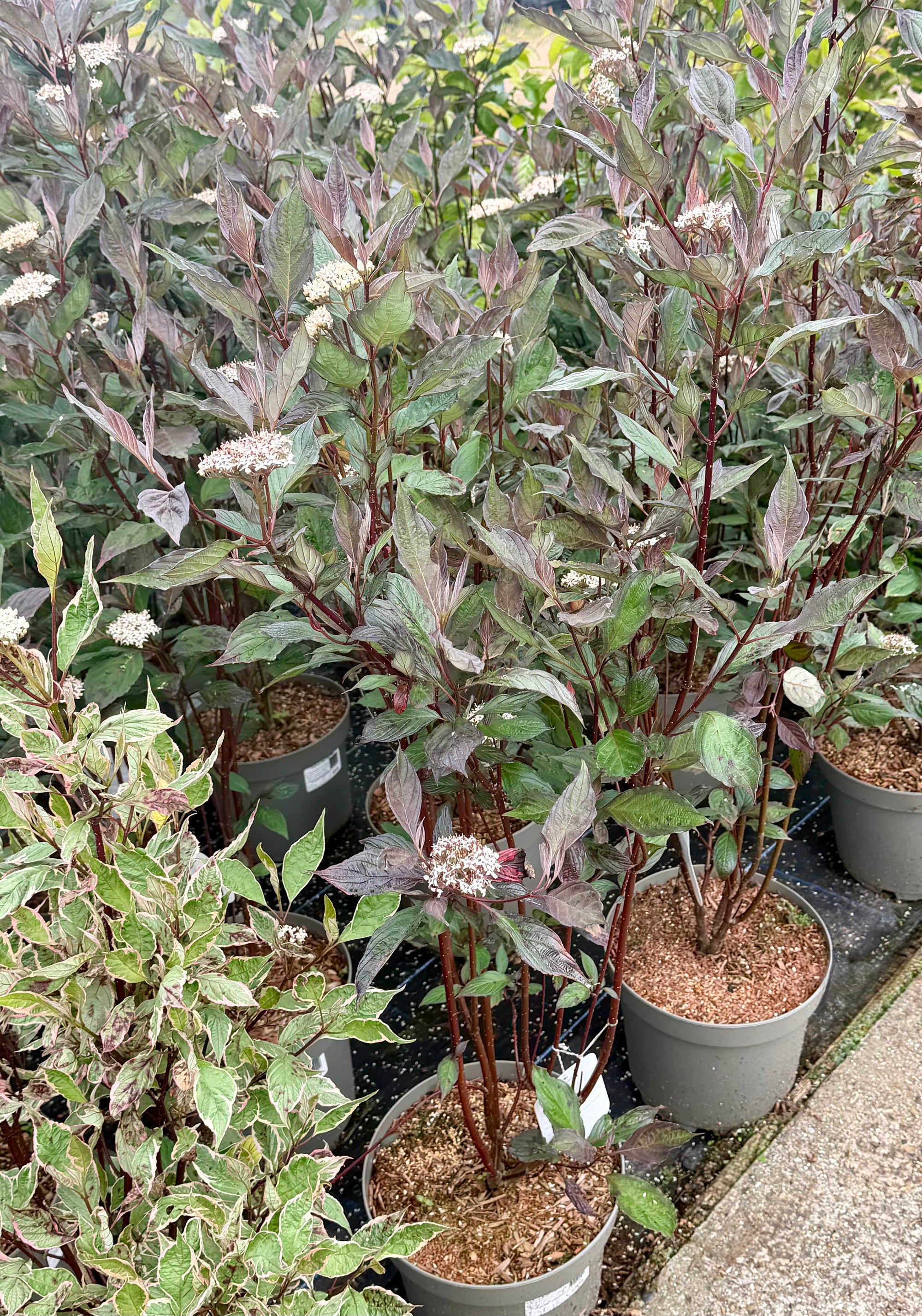 Cornus alba ‘Nightfall’ - 7.5 Litre
