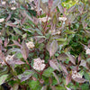 Cornus alba ‘Nightfall’ - 7.5 Litre