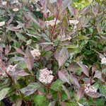 Cornus alba ‘Nightfall’ - 7.5 Litre