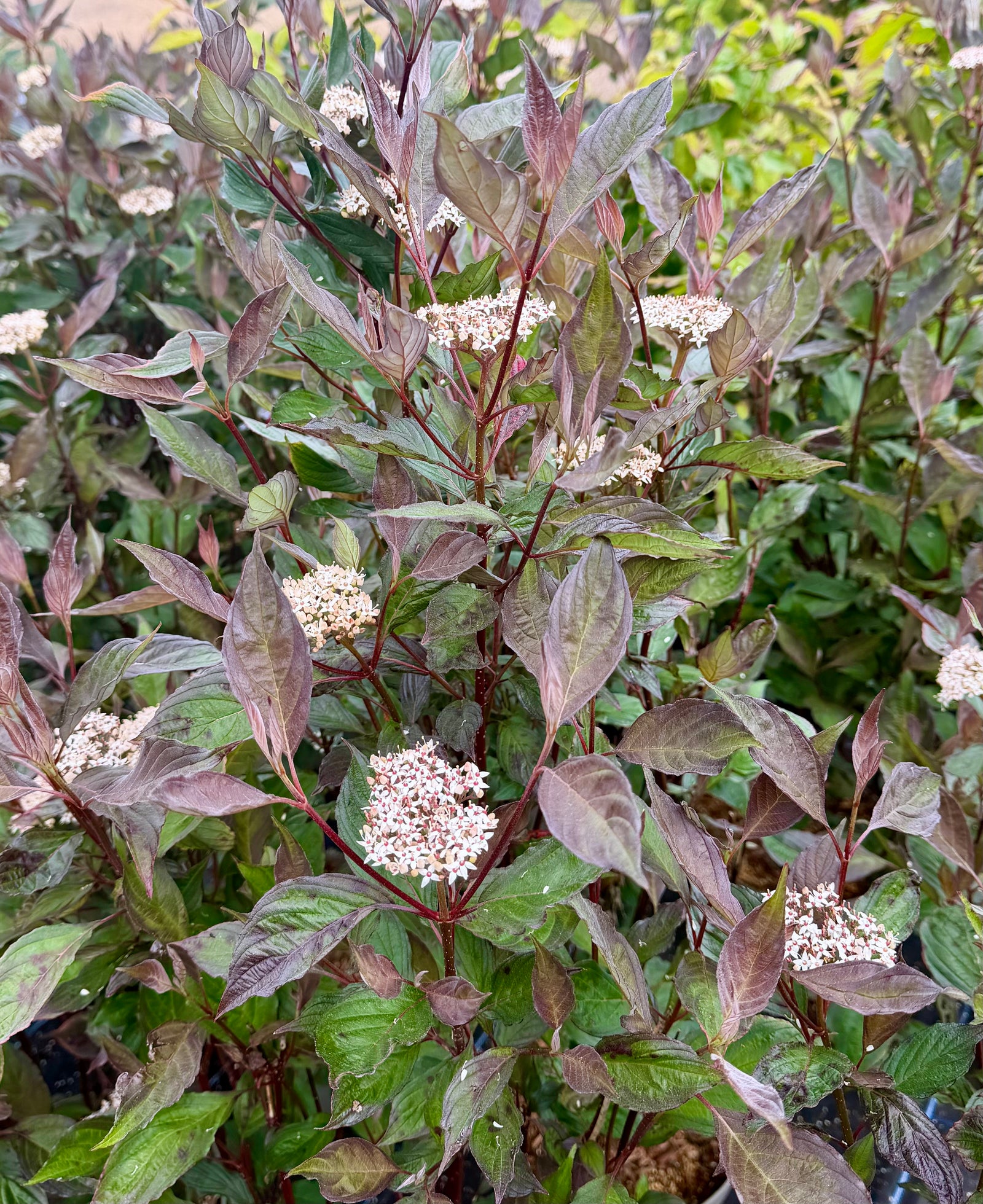 Cornus alba ‘Nightfall’ - 7.5 Litre