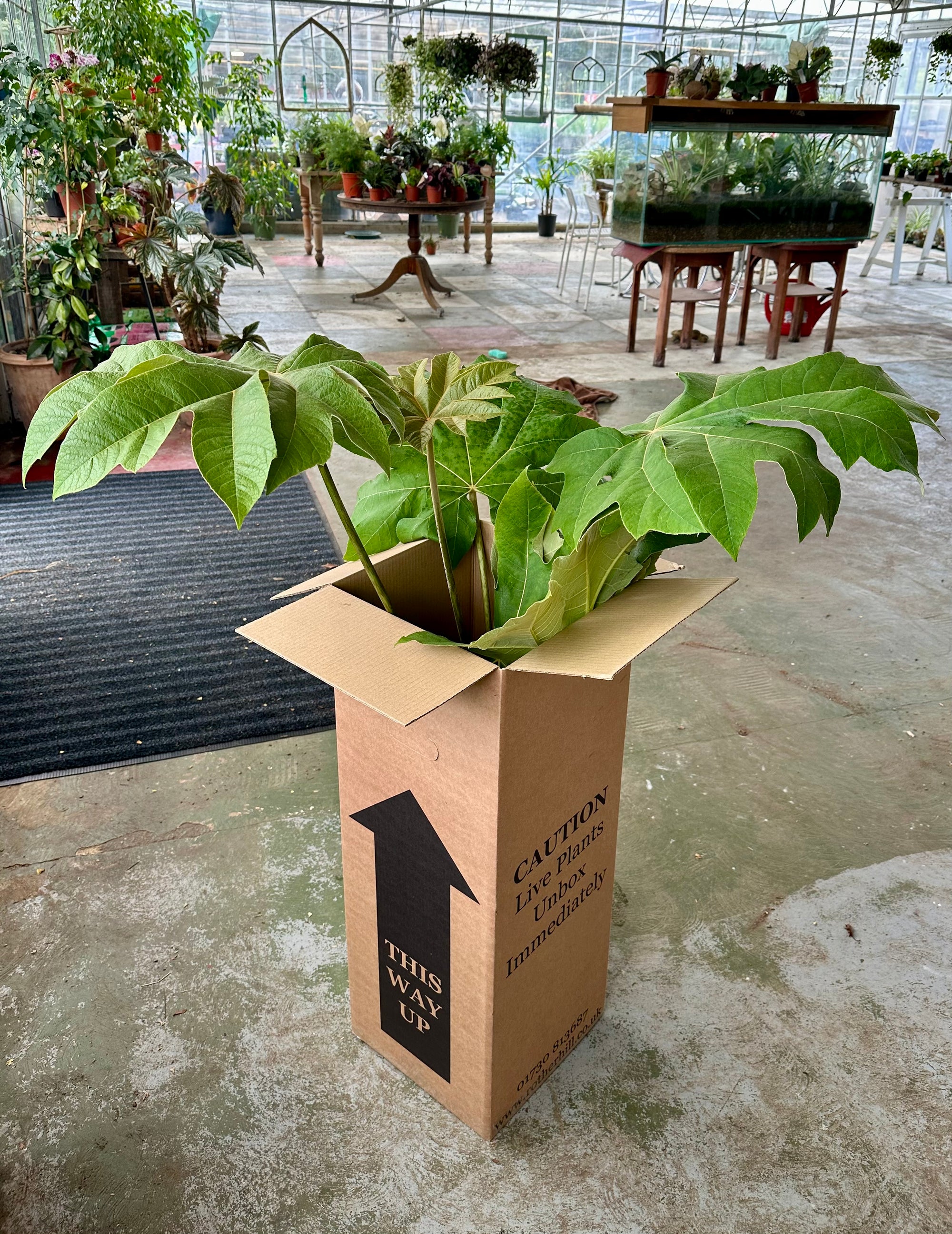 Tetrapanax papyrifera ‘Rex’ - 7.5Litre