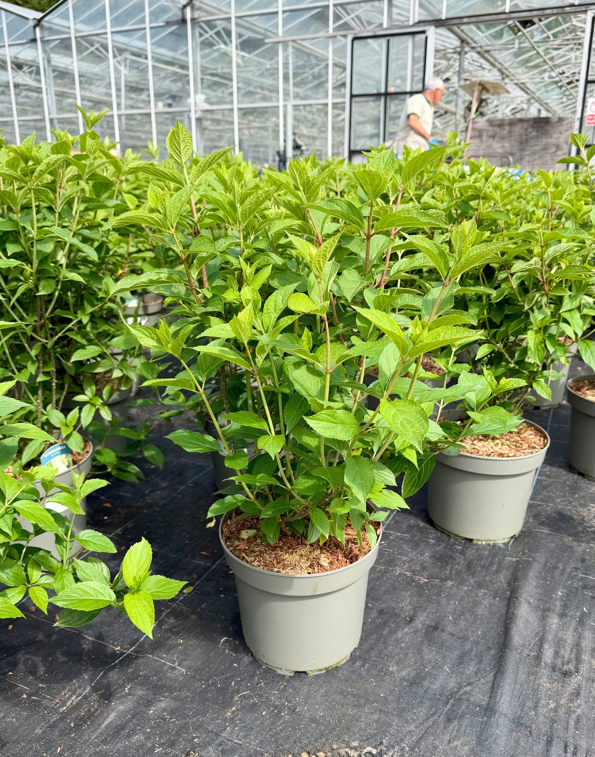 Hydrangea paniculata ‘Skyfall’ - 7.5Litre