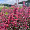 Agastache ‘Summerlong Coral’ - 2litre