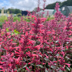 Agastache ‘Summerlong Coral’ - 2litre