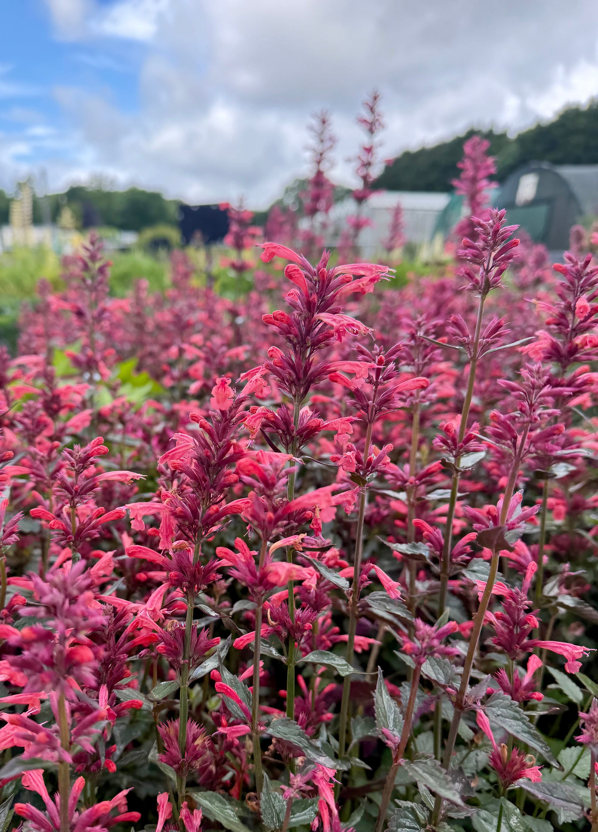 Agastache ‘Summerlong Coral’ - 2litre