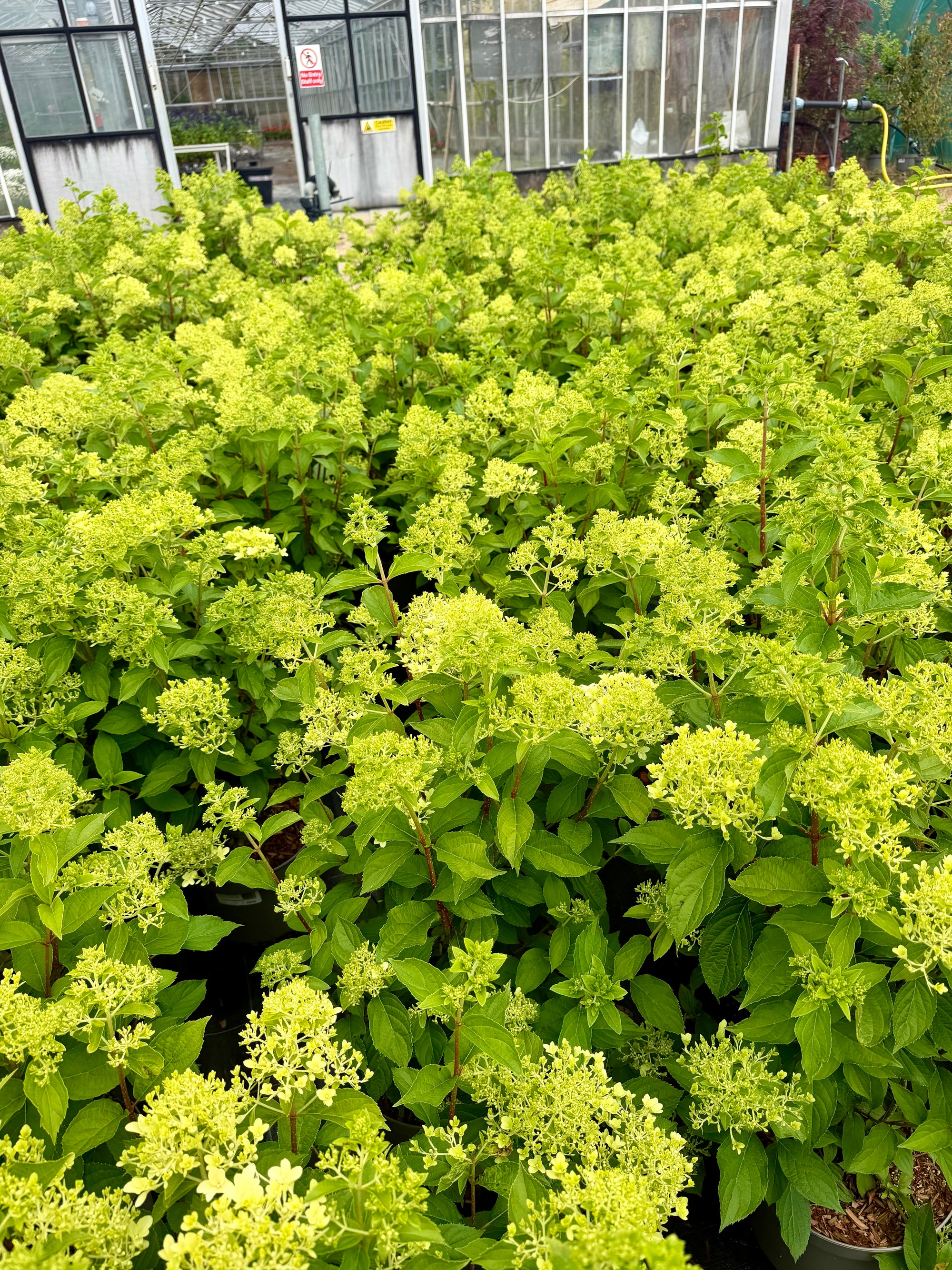 Hydrangea paniculata ‘Skyfall’ - 7.5Litre