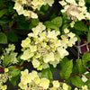 Hydrangea paniculata 'Wim's Red’ - 7.5Litre (26)