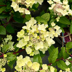 Hydrangea paniculata 'Wim's Red’ - 7.5Litre (26)