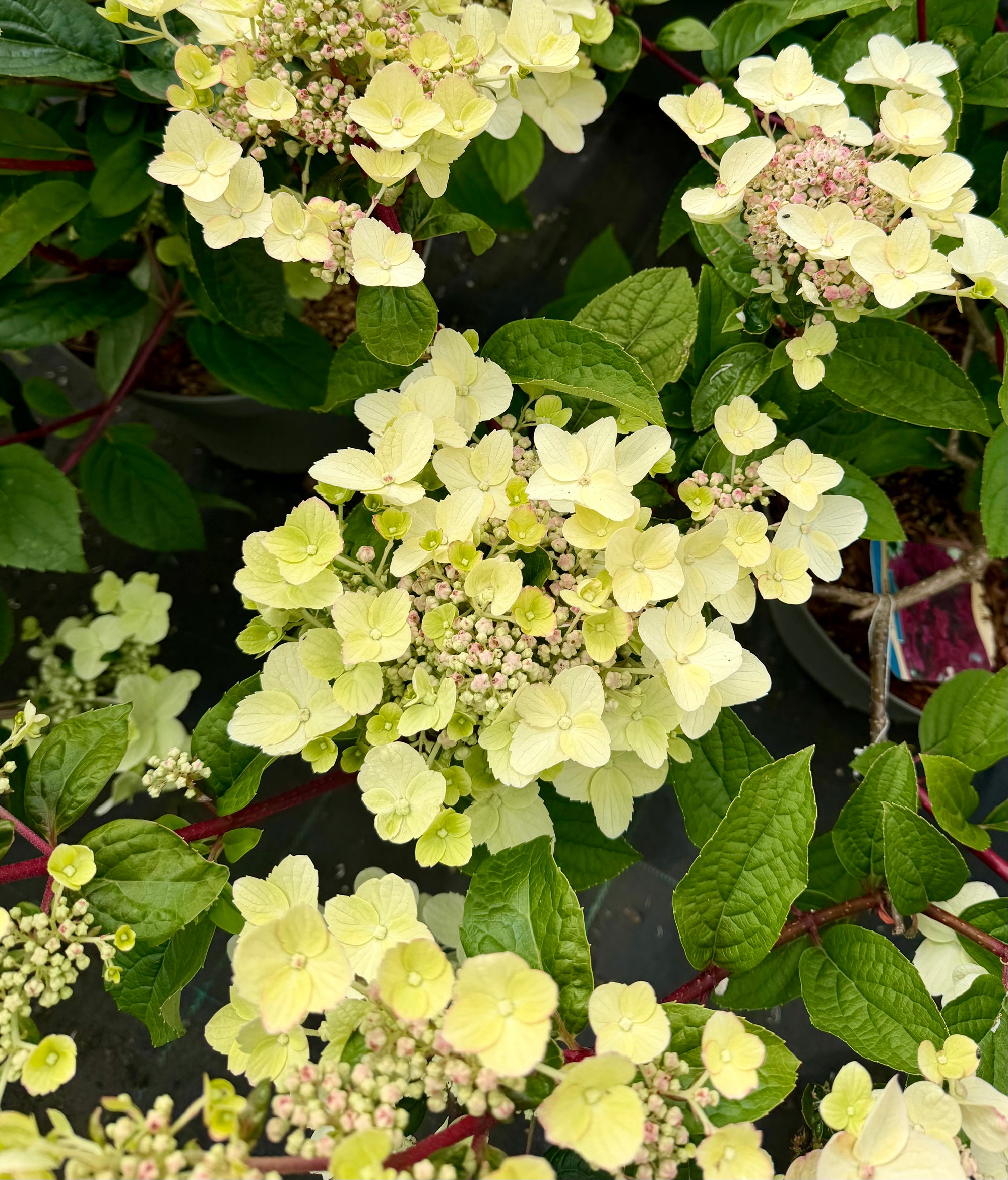 Hydrangea paniculata 'Wim's Red’ - 7.5Litre (26)
