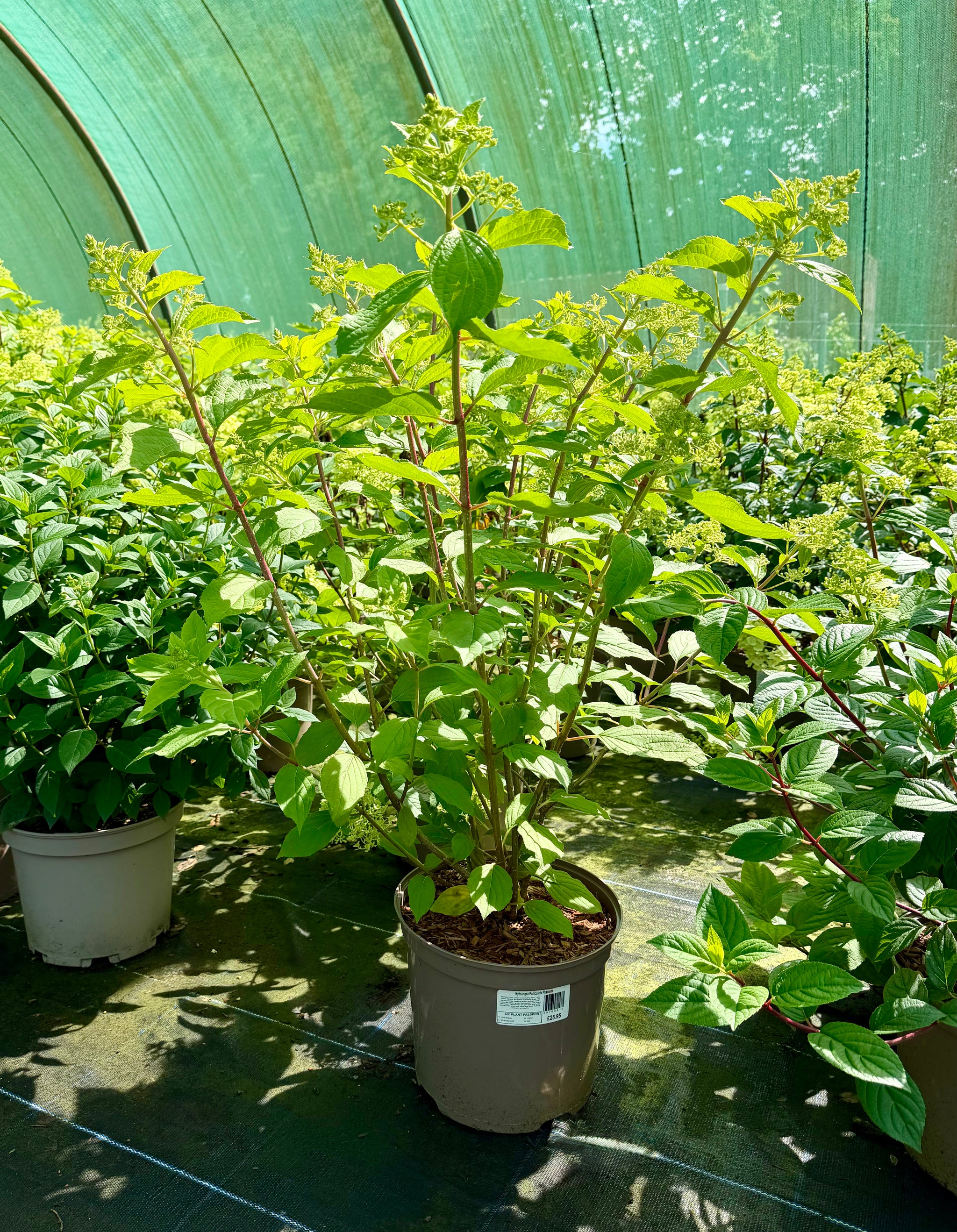 Hydrangea paniculata ‘Phantom’ - 7.5 Litre