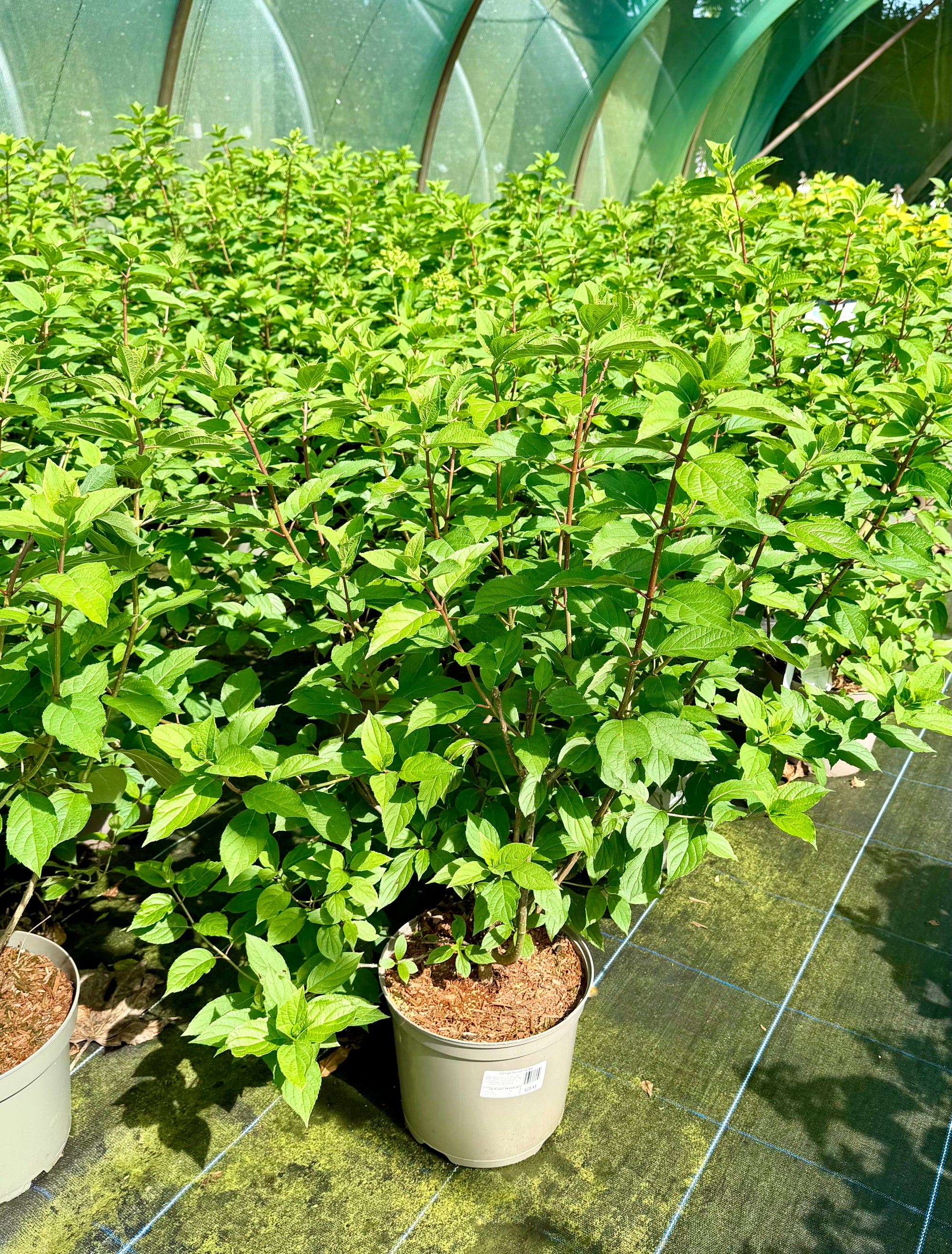 Hydrangea paniculata 'Polar Bear' - 7.5litre
