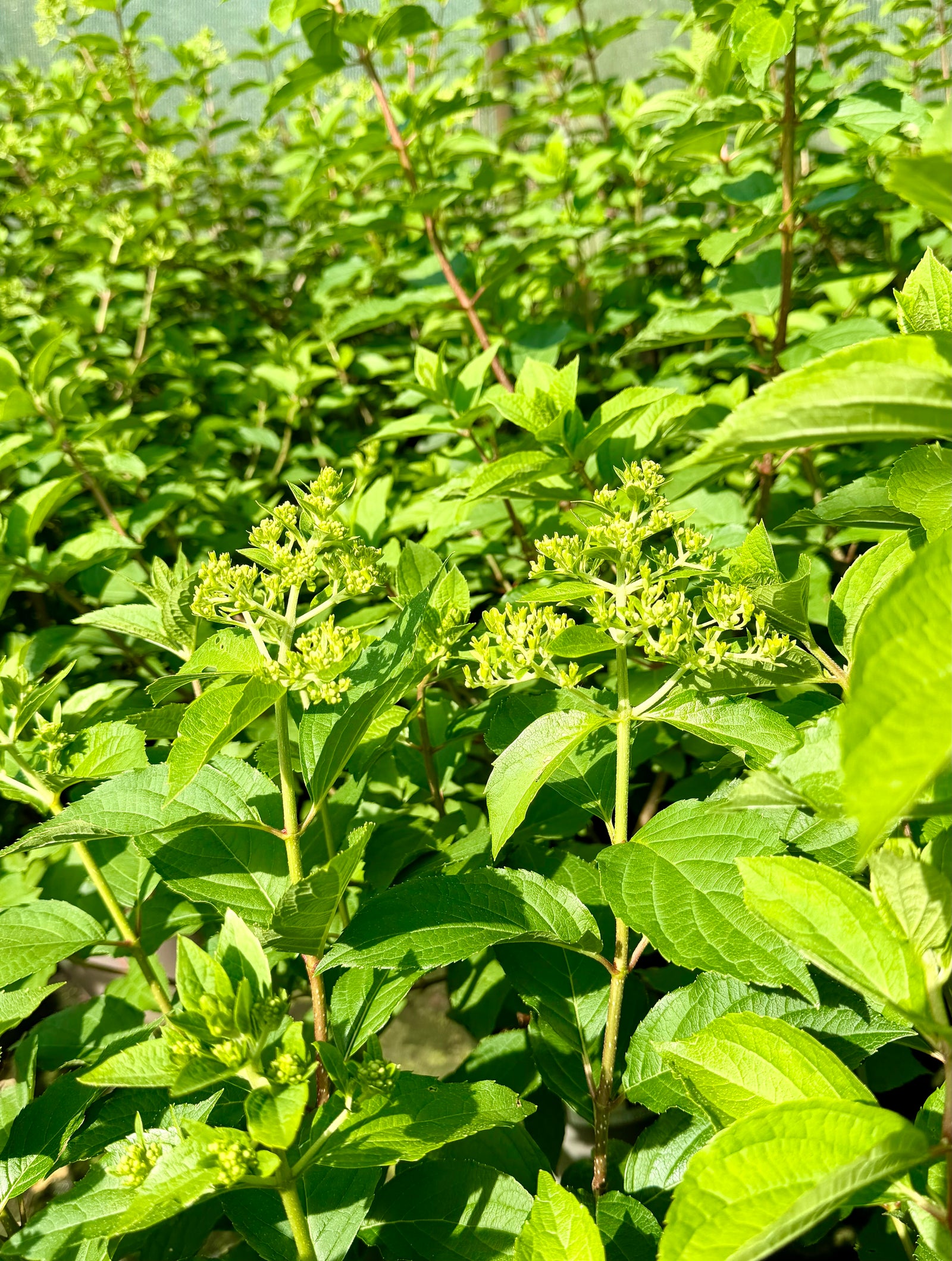 Hydrangea paniculata 'Polar Bear' - 7.5litre