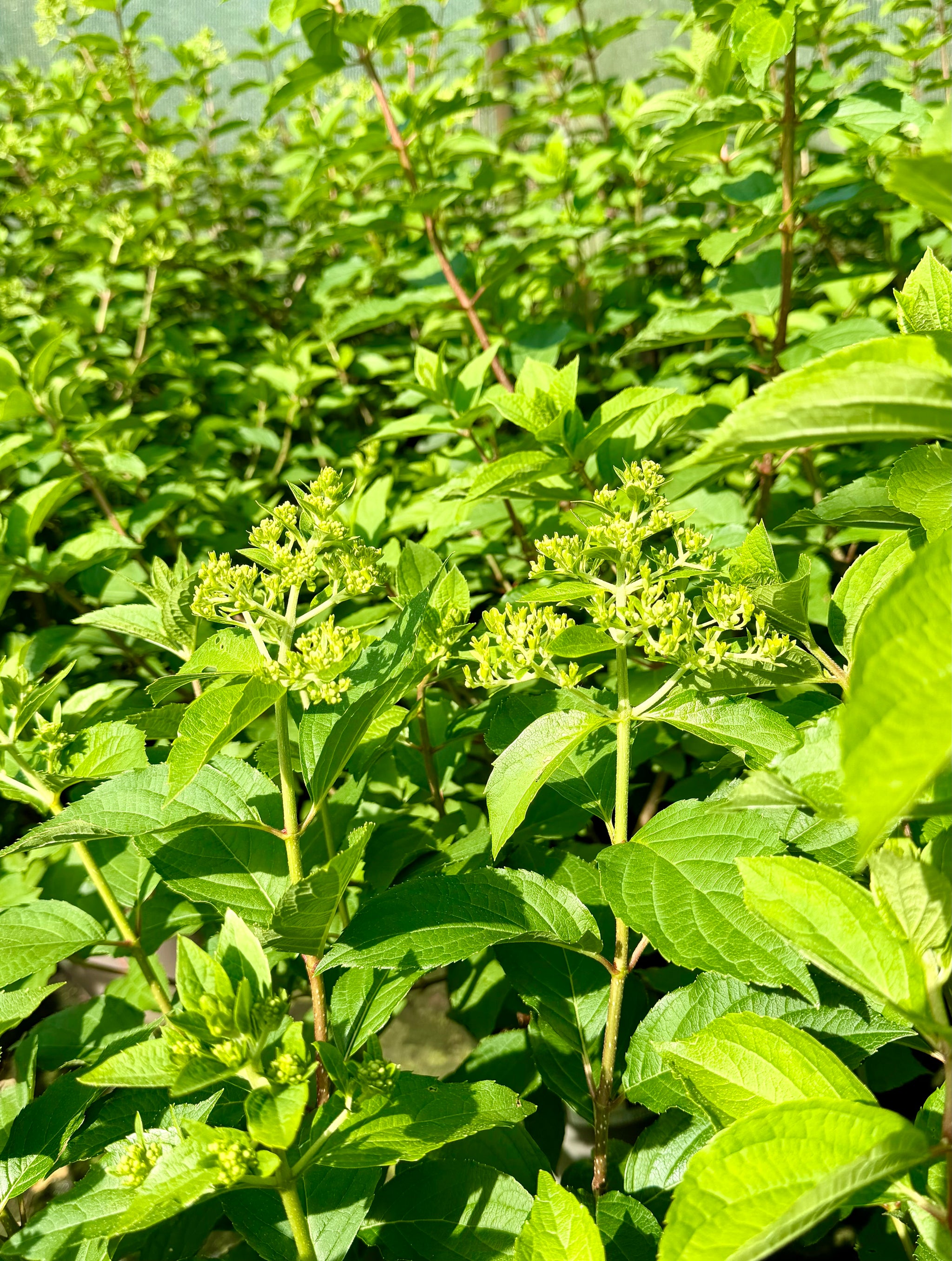 Hydrangea paniculata 'Polar Bear' - 7.5litre