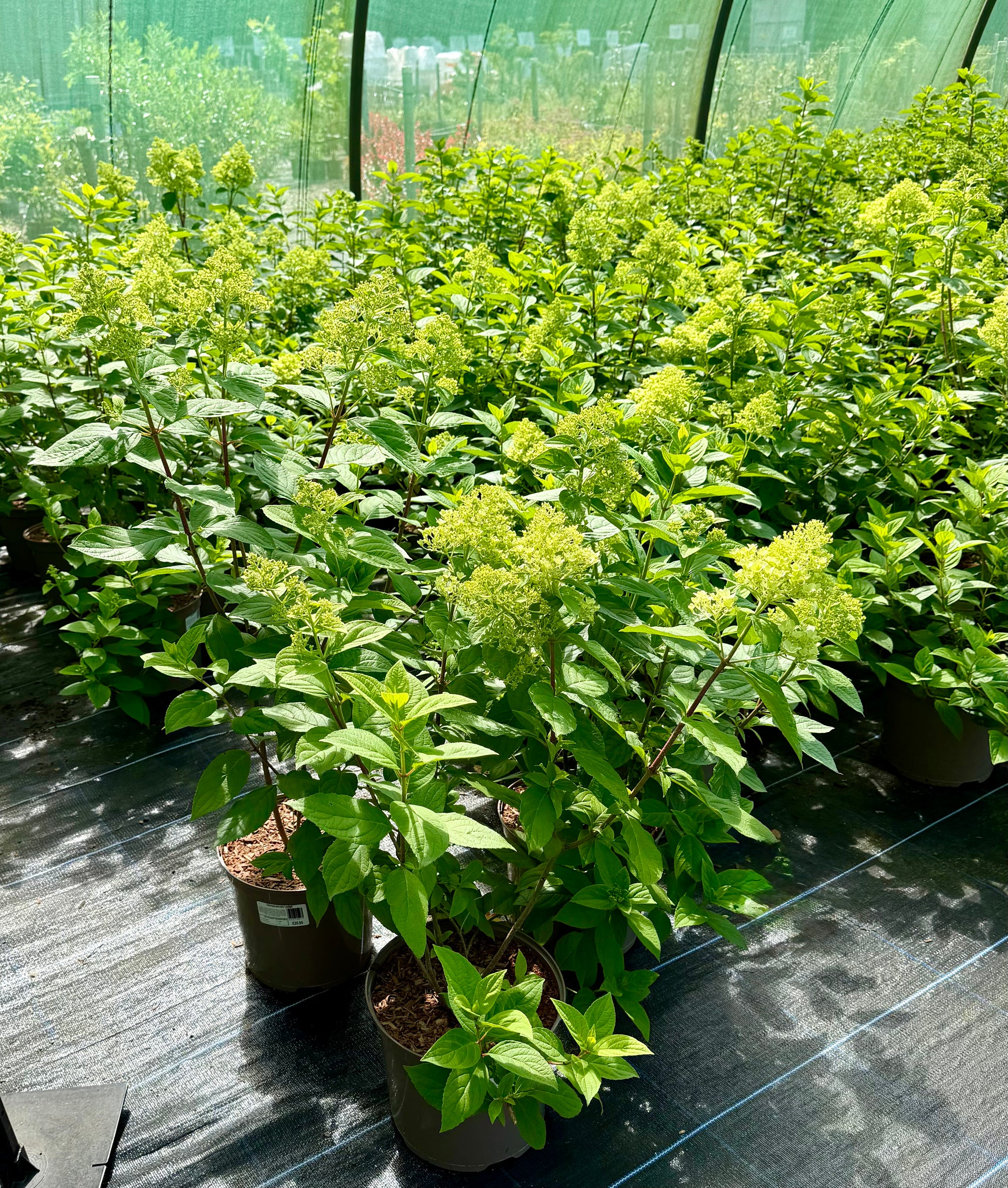 Hydrangea paniculata 'Limelight - 7.5Litre