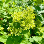 Hydrangea paniculata 'Limelight - 7.5Litre