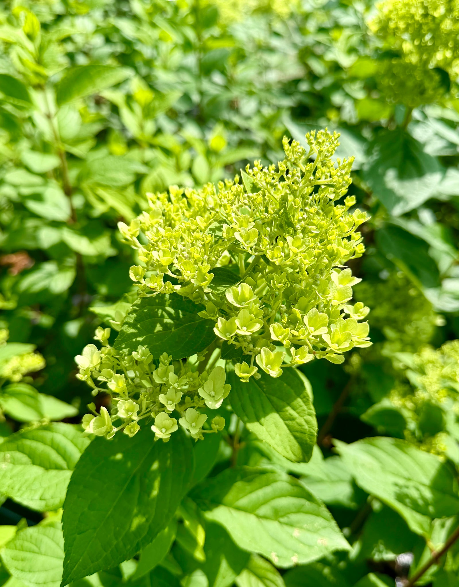 Hydrangea paniculata 'Limelight - 7.5Litre