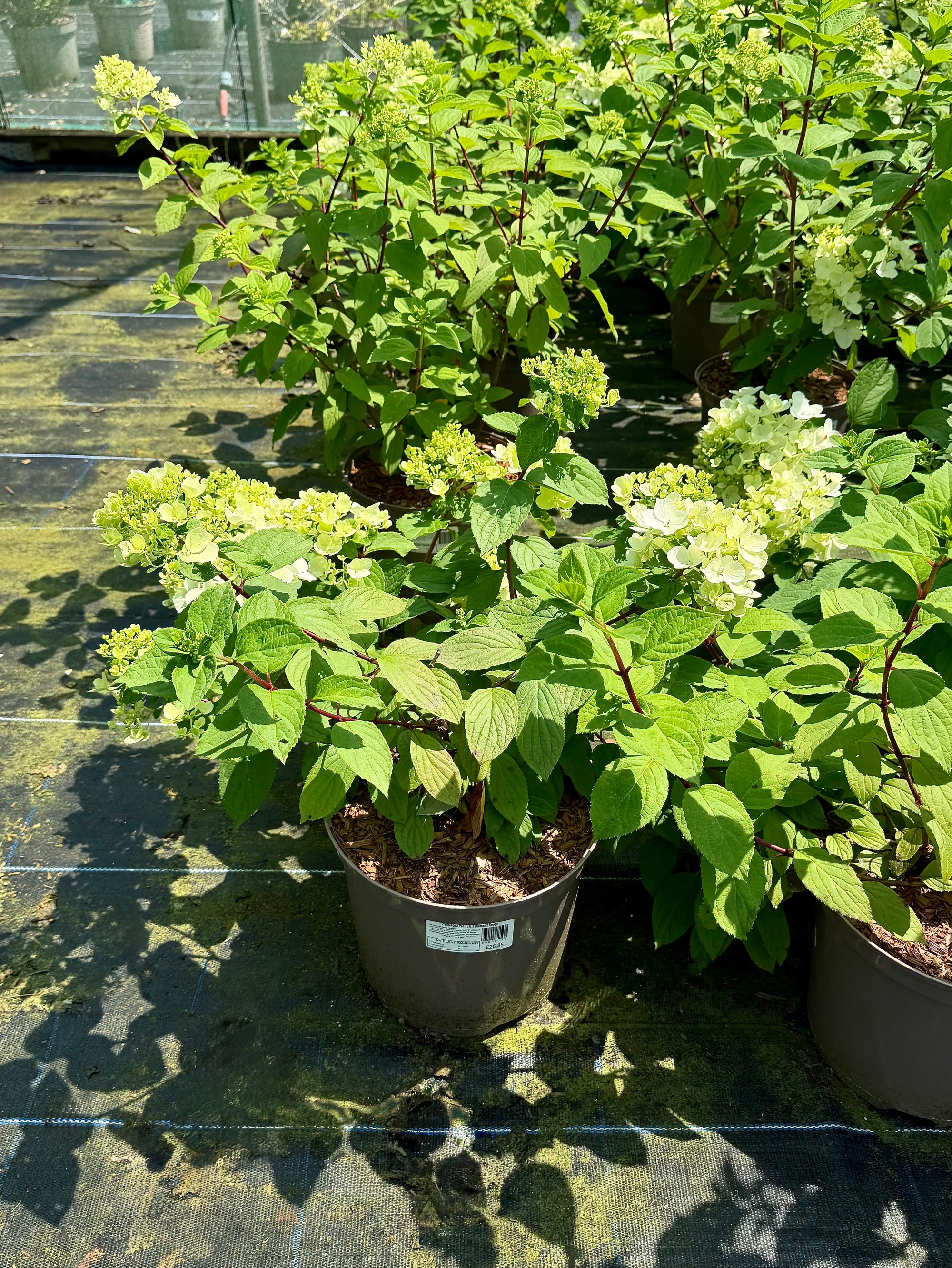 Hydrangea paniculata 'Diamant Rouge’ - 7.5Litre