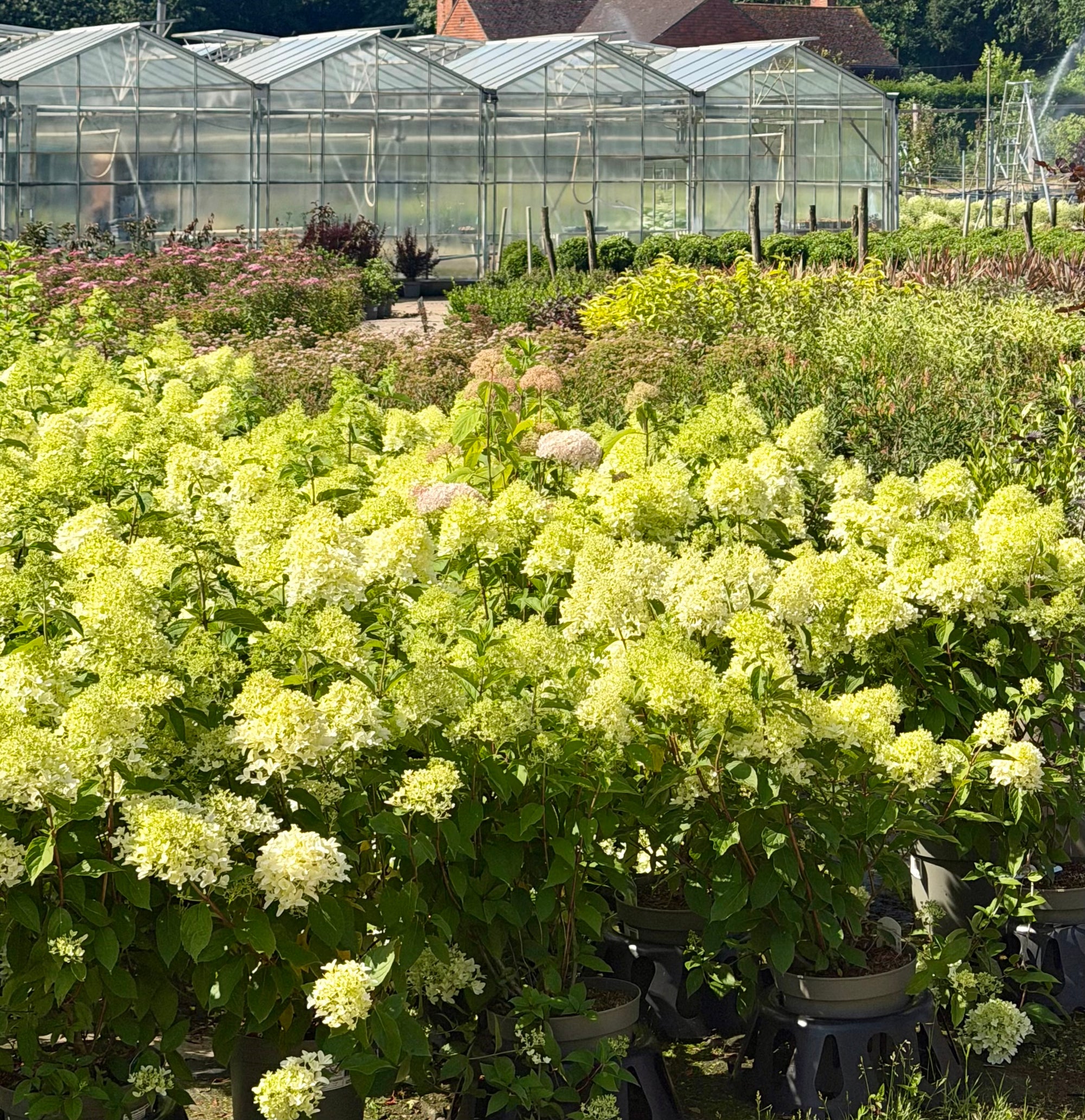 Hydrangea paniculata ‘Skyfall’ - 7.5Litre