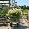Hydrangea paniculata ‘Skyfall’ - 7.5Litre