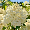 Hydrangea paniculata ‘Phantom’ - 7.5 Litre