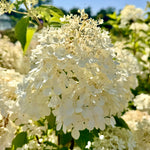 Hydrangea paniculata ‘Phantom’ - 7.5 Litre