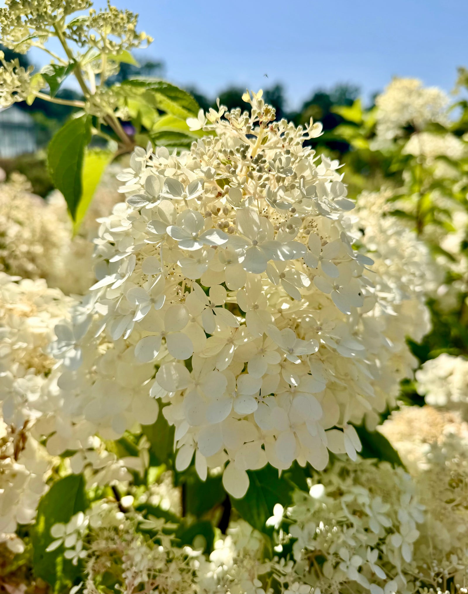 Hydrangea paniculata ‘Phantom’ - 7.5 Litre