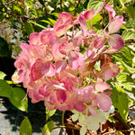 Hydrangea paniculata 'Diamant Rouge’ - 7.5Litre