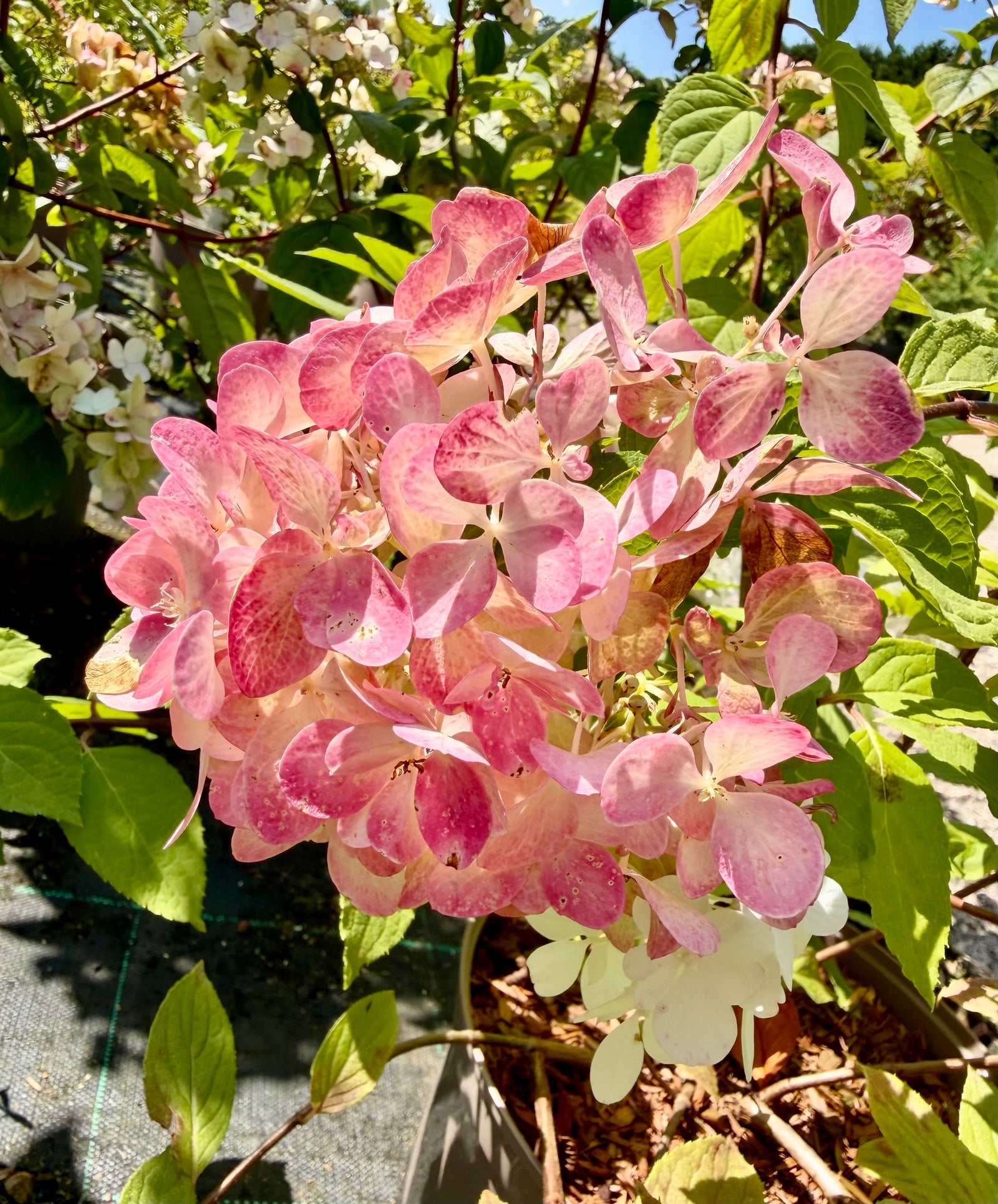 Hydrangea paniculata 'Diamant Rouge’ - 7.5Litre